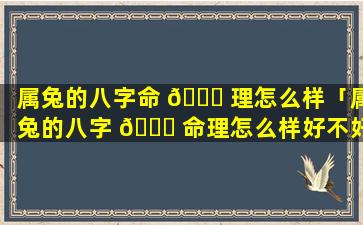 属兔的八字命 🐛 理怎么样「属兔的八字 🐕 命理怎么样好不好」